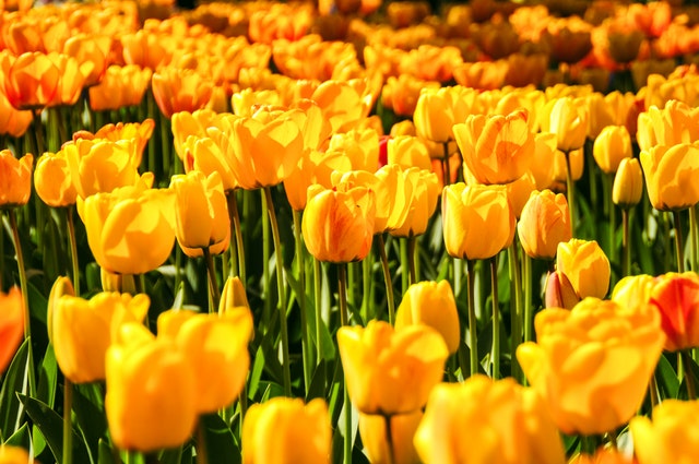 Blomstertåget Holland 2020